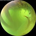 ./images/calvert/underwater/20260811/underwater20260811_105501M.jpg