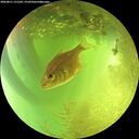 ./images/calvert/underwater/20260811/underwater20260811_131501M.jpg