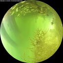 ./images/calvert/underwater/20260811/underwater20260811_132501M.jpg