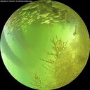 ./images/calvert/underwater/20260811/underwater20260811_141501M.jpg