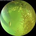 ./images/calvert/underwater/20260811/underwater20260811_143501M.jpg