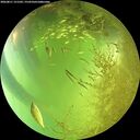 ./images/calvert/underwater/20260811/underwater20260811_151502M.jpg