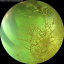 ./images/calvert/underwater/20260811/underwater20260811_152501M.jpg