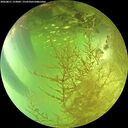 ./images/calvert/underwater/20260811/underwater20260811_153002M.jpg