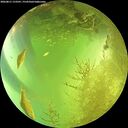 ./images/calvert/underwater/20260811/underwater20260811_153501M.jpg