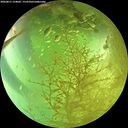./images/calvert/underwater/20260811/underwater20260811_154001M.jpg