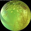 ./images/calvert/underwater/20260811/underwater20260811_155001M.jpg