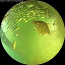 ./images/calvert/underwater/20260811/underwater20260811_160001M.jpg