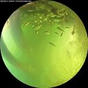./images/calvert/underwater/20260811/underwater20260811_160501M.jpg