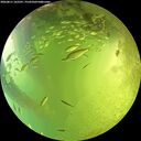 ./images/calvert/underwater/20260811/underwater20260811_162501M.jpg
