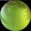 ./images/calvert/underwater/20260811/underwater20260811_165001M.jpg