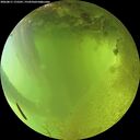 ./images/calvert/underwater/20260811/underwater20260811_175501M.jpg