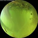 ./images/calvert/underwater/20260811/underwater20260811_181001M.jpg