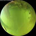 ./images/calvert/underwater/20260811/underwater20260811_182501M.jpg
