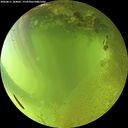 ./images/calvert/underwater/20260811/underwater20260811_184002M.jpg