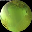 ./images/calvert/underwater/20260811/underwater20260811_190501M.jpg