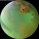 ./images/calvert/underwater/20260811/underwater20260811_200002M.jpg