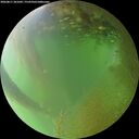 ./images/calvert/underwater/20260811/underwater20260811_201001M.jpg