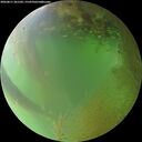 ./images/calvert/underwater/20260811/underwater20260811_201501M.jpg