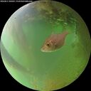 ./images/calvert/underwater/20260811/underwater20260811_202001M.jpg