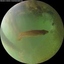 ./images/calvert/underwater/20260811/underwater20260811_204501M.jpg