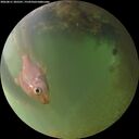./images/calvert/underwater/20260811/underwater20260811_205501M.jpg