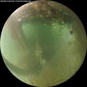 ./images/calvert/underwater/20260812/underwater20260812_065501M.jpg