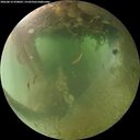 ./images/calvert/underwater/20260812/underwater20260812_070002M.jpg