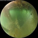 ./images/calvert/underwater/20260812/underwater20260812_071001M.jpg