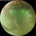 ./images/calvert/underwater/20260812/underwater20260812_072001M.jpg