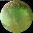 ./images/calvert/underwater/20260812/underwater20260812_080501M.jpg