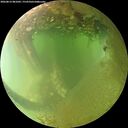 ./images/calvert/underwater/20260812/underwater20260812_081001M.jpg