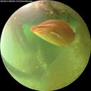 ./images/calvert/underwater/20260812/underwater20260812_083001M.jpg