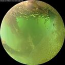 ./images/calvert/underwater/20260812/underwater20260812_090001M.jpg