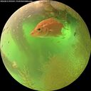 ./images/calvert/underwater/20260812/underwater20260812_093501M.jpg
