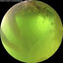 ./images/calvert/underwater/20260812/underwater20260812_105001M.jpg