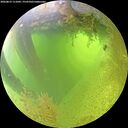 ./images/calvert/underwater/20260812/underwater20260812_111001M.jpg