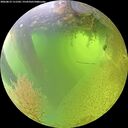 ./images/calvert/underwater/20260812/underwater20260812_111501M.jpg
