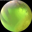 ./images/calvert/underwater/20260812/underwater20260812_114002M.jpg