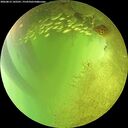 ./images/calvert/underwater/20260812/underwater20260812_142501M.jpg