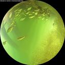 ./images/calvert/underwater/20260812/underwater20260812_143501M.jpg