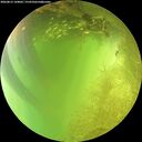 ./images/calvert/underwater/20260812/underwater20260812_144001M.jpg