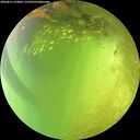 ./images/calvert/underwater/20260812/underwater20260812_150001M.jpg
