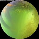 ./images/calvert/underwater/20260812/underwater20260812_153501M.jpg