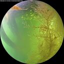 ./images/calvert/underwater/20260812/underwater20260812_155502M.jpg
