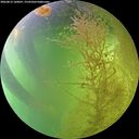 ./images/calvert/underwater/20260812/underwater20260812_160001M.jpg