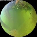 ./images/calvert/underwater/20260812/underwater20260812_175001M.jpg