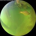 ./images/calvert/underwater/20260812/underwater20260812_183501M.jpg