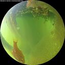 ./images/calvert/underwater/20260812/underwater20260812_185501M.jpg