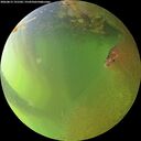 ./images/calvert/underwater/20260812/underwater20260812_191501M.jpg